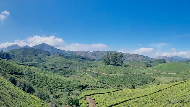 Panoramic tea plantations and hills near Munnar in Kerala