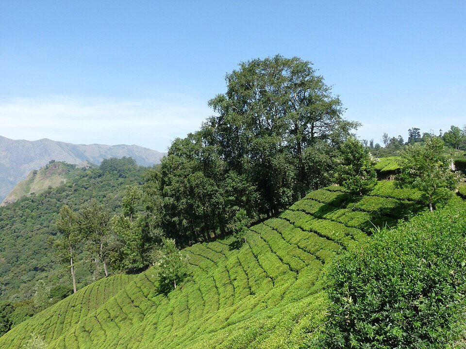 Tea gardens on a hillside near Munnar, Kerala